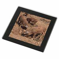 New Baby Pigs Black Rim High Quality Glass Coaster