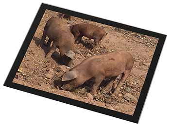 New Baby Pigs Black Rim High Quality Glass Placemat