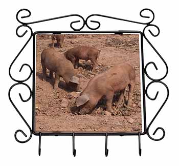 New Baby Pigs Wrought Iron Key Holder Hooks