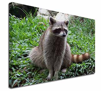 Racoon Lemur Canvas X-Large 30"x20" Wall Art Print