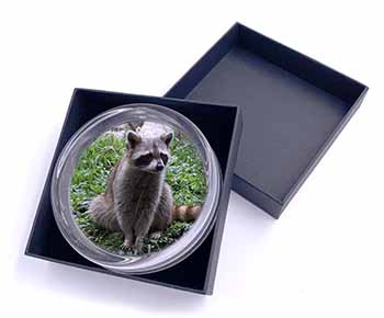 Racoon Lemur Glass Paperweight in Gift Box