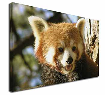 Red Panda Bear Canvas X-Large 30"x20" Wall Art Print