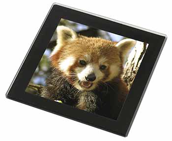 Red Panda Bear Black Rim High Quality Glass Coaster