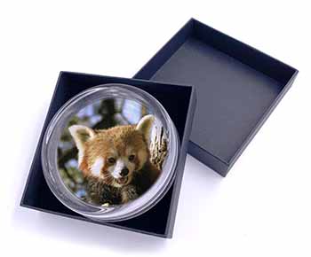 Red Panda Bear Glass Paperweight in Gift Box