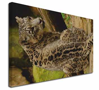 Gorgeous Snow Leopard Canvas X-Large 30"x20" Wall Art Print