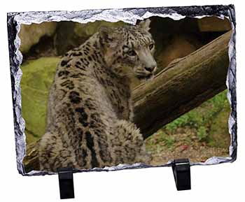 Gorgeous Snow Leopard, Stunning Photo Slate