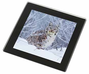 Wild Lynx in Snow Black Rim High Quality Glass Coaster