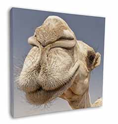 Camels Intrigued by Camera Square Canvas 12"x12" Wall Art Picture Print