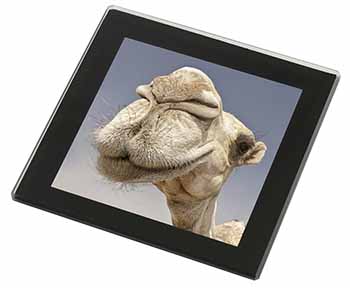 Camels Intrigued by Camera Black Rim High Quality Glass Coaster