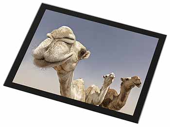 Camels Intrigued by Camera Black Rim High Quality Glass Placemat