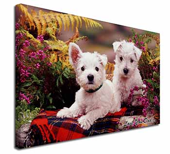 West Highland Dogs 