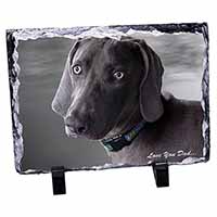 Weimaraner Dog 