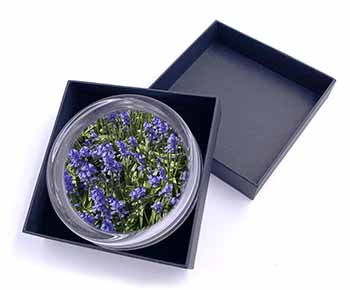 Bluebells in the Wood Glass Paperweight in Gift Box