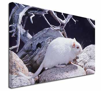 White Gerbil Canvas X-Large 30"x20" Wall Art Print