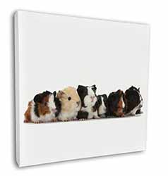 Baby Guinea Pigs Square Canvas 12"x12" Wall Art Picture Print