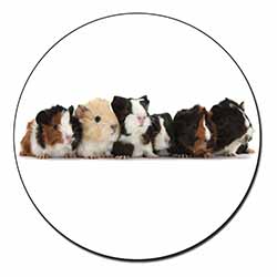 Baby Guinea Pigs Fridge Magnet Printed Full Colour