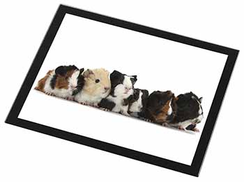 Baby Guinea Pigs Black Rim High Quality Glass Placemat