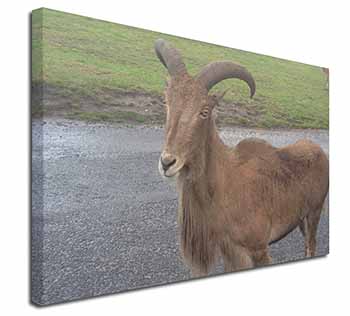 Cute Nanny Goat Canvas X-Large 30"x20" Wall Art Print