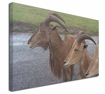 Three Cheeky Goats Canvas X-Large 30"x20" Wall Art Print