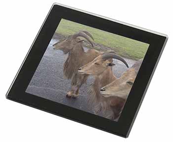 Three Cheeky Goats Black Rim High Quality Glass Coaster