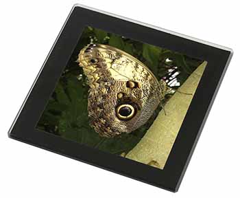 Owl Butterfly on Tree Black Rim High Quality Glass Coaster