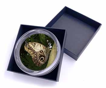 Owl Butterfly on Tree Glass Paperweight in Gift Box