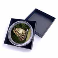 Owl Butterfly on Tree Glass Paperweight in Gift Box