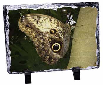 Owl Butterfly on Tree, Stunning Photo Slate