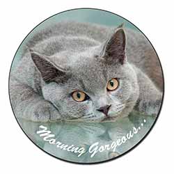 British Blue Cat 