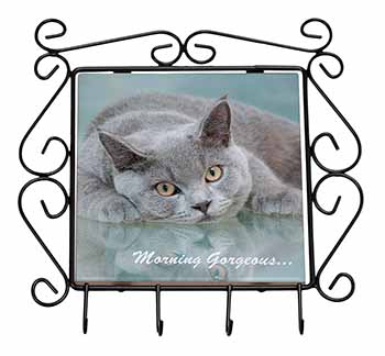 British Blue Cat 