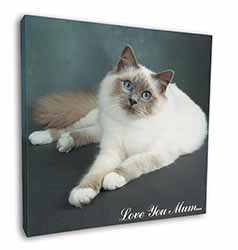 Birman Cat 