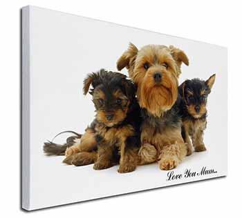 Yorkshire Terriers 