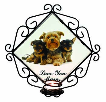 Yorkshire Terriers 