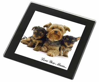 Yorkshire Terriers 