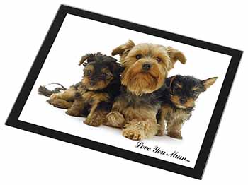 Yorkshire Terriers 