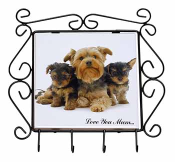 Yorkshire Terriers 