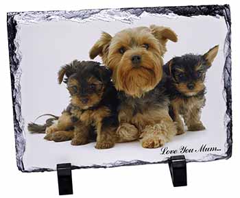 Yorkshire Terriers 