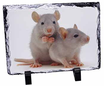 Silver Blue Rats, Stunning Photo Slate