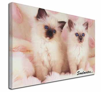 Birman Kittens 