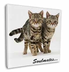 Brown Tabby Cats 