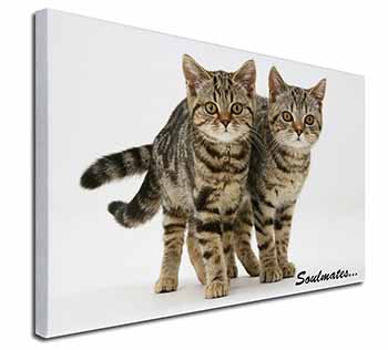 Brown Tabby Cats 