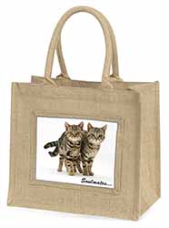 Brown Tabby Cats 