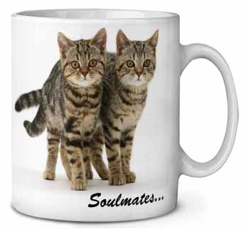 Brown Tabby Cats 