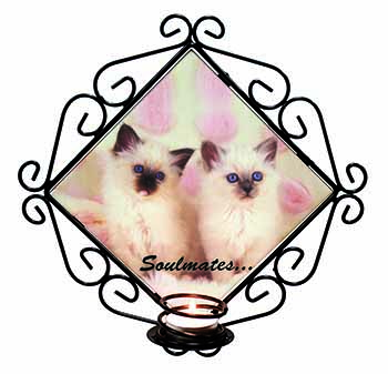 Birman Kittens 