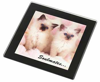 Birman Kittens 