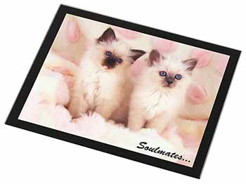 Birman Kittens 