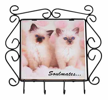 Birman Kittens 