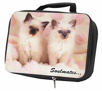 Birman Kittens 