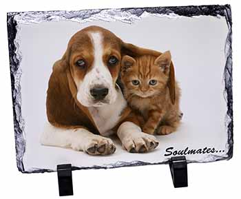 Basset Hound and Kitten 