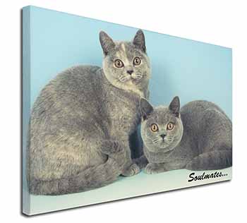 British Blue-Cream Cats 